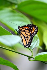 Preview wallpaper monarch, butterfly, leaves, macro