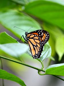 Preview wallpaper monarch, butterfly, leaves, macro