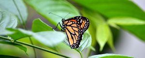 Preview wallpaper monarch, butterfly, leaves, macro