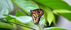 Preview wallpaper monarch, butterfly, leaves, macro