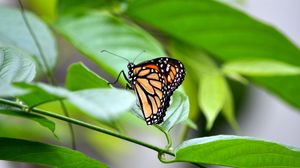 Preview wallpaper monarch, butterfly, leaves, macro