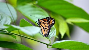 Preview wallpaper monarch, butterfly, leaves, macro
