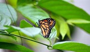 Preview wallpaper monarch, butterfly, leaves, macro