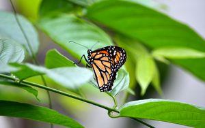 Preview wallpaper monarch, butterfly, leaves, macro