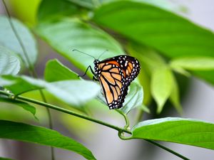 Preview wallpaper monarch, butterfly, leaves, macro