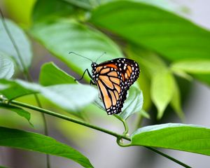 Preview wallpaper monarch, butterfly, leaves, macro