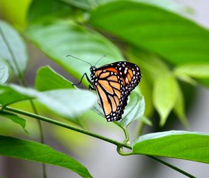 Preview wallpaper monarch, butterfly, leaves, macro