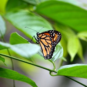 Preview wallpaper monarch, butterfly, leaves, macro