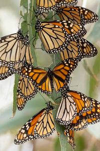 Preview wallpaper monarch butterfly, monarch, butterflies, leaves, macro