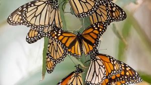 Preview wallpaper monarch butterfly, monarch, butterflies, leaves, macro