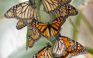 Preview wallpaper monarch butterfly, monarch, butterflies, leaves, macro
