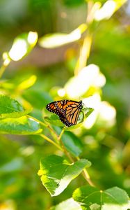 Preview wallpaper monarch butterfly, monarch, butterfly, leaves, macro