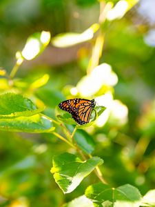 Preview wallpaper monarch butterfly, monarch, butterfly, leaves, macro