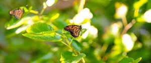 Preview wallpaper monarch butterfly, monarch, butterfly, leaves, macro