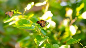 Preview wallpaper monarch butterfly, monarch, butterfly, leaves, macro