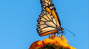 Preview wallpaper monarch butterfly, monarch, butterfly, flower, macro, wings, sky