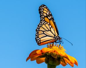 Preview wallpaper monarch butterfly, monarch, butterfly, flower, macro, wings, sky