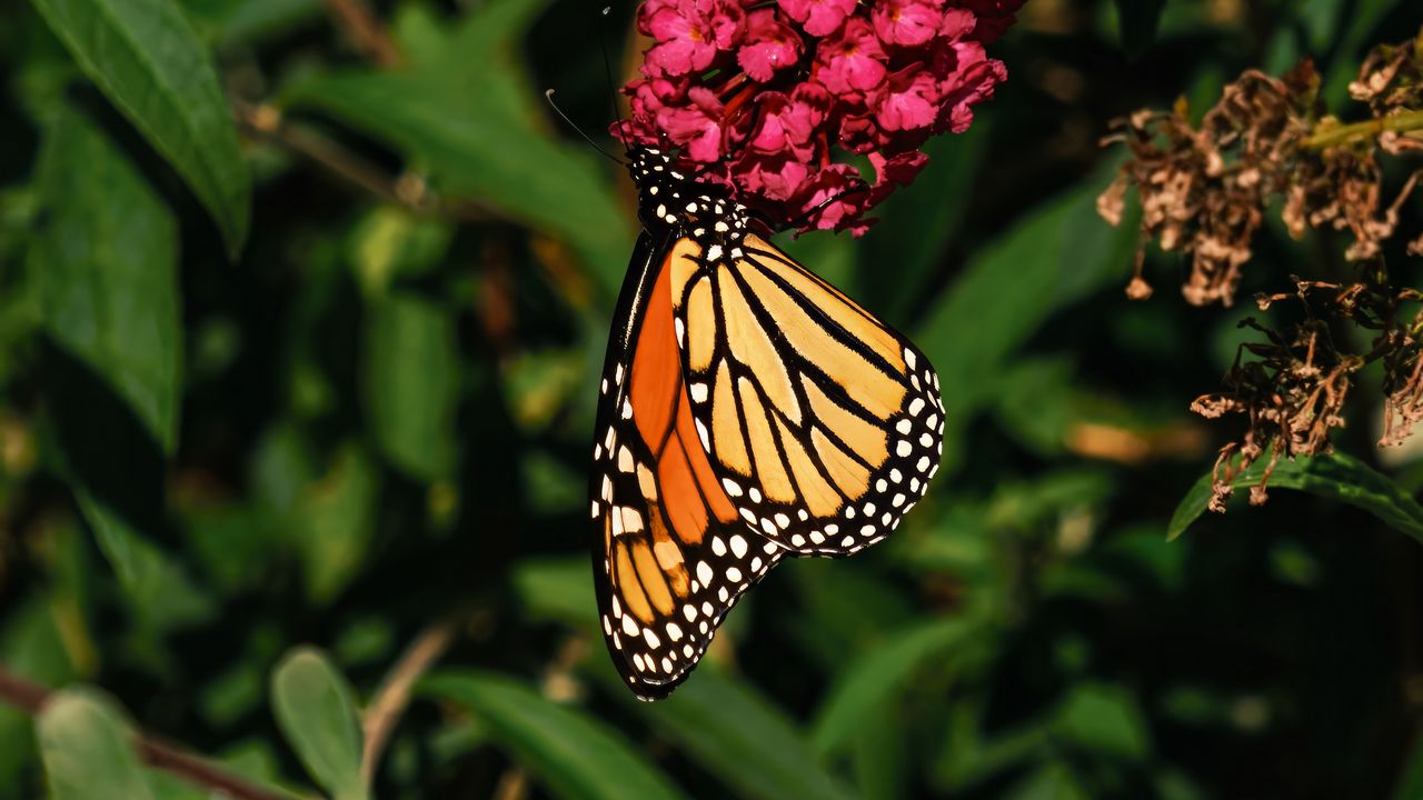 Wallpaper monarch butterfly, monarch, butterfly, flowers, macro