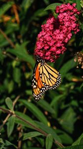 Preview wallpaper monarch butterfly, monarch, butterfly, flowers, macro