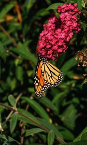 Preview wallpaper monarch butterfly, monarch, butterfly, flowers, macro