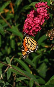 Preview wallpaper monarch butterfly, monarch, butterfly, flowers, macro