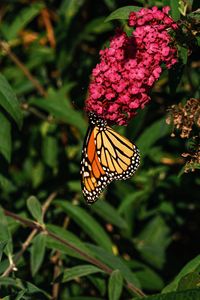 Preview wallpaper monarch butterfly, monarch, butterfly, flowers, macro