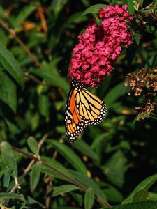 Preview wallpaper monarch butterfly, monarch, butterfly, flowers, macro