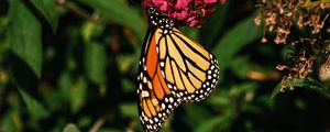 Preview wallpaper monarch butterfly, monarch, butterfly, flowers, macro