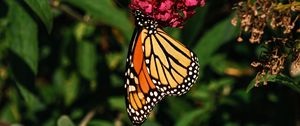 Preview wallpaper monarch butterfly, monarch, butterfly, flowers, macro