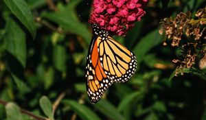 Preview wallpaper monarch butterfly, monarch, butterfly, flowers, macro