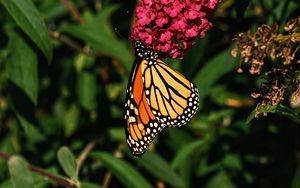 Preview wallpaper monarch butterfly, monarch, butterfly, flowers, macro