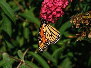 Preview wallpaper monarch butterfly, monarch, butterfly, flowers, macro