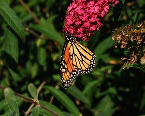 Preview wallpaper monarch butterfly, monarch, butterfly, flowers, macro