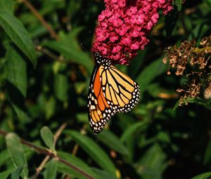 Preview wallpaper monarch butterfly, monarch, butterfly, flowers, macro