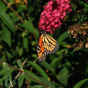 Preview wallpaper monarch butterfly, monarch, butterfly, flowers, macro