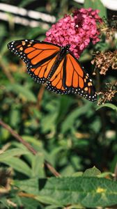 Preview wallpaper monarch butterfly, monarch, butterfly, leaves, macro, blur