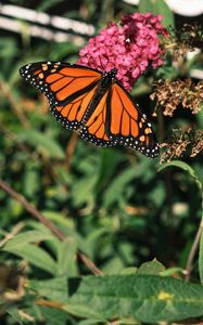 Preview wallpaper monarch butterfly, monarch, butterfly, leaves, macro, blur