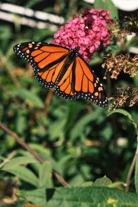 Preview wallpaper monarch butterfly, monarch, butterfly, leaves, macro, blur