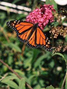 Preview wallpaper monarch butterfly, monarch, butterfly, leaves, macro, blur