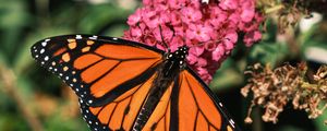 Preview wallpaper monarch butterfly, monarch, butterfly, leaves, macro, blur