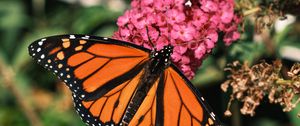 Preview wallpaper monarch butterfly, monarch, butterfly, leaves, macro, blur