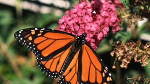 Preview wallpaper monarch butterfly, monarch, butterfly, leaves, macro, blur