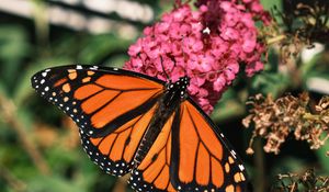 Preview wallpaper monarch butterfly, monarch, butterfly, leaves, macro, blur