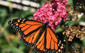 Preview wallpaper monarch butterfly, monarch, butterfly, leaves, macro, blur