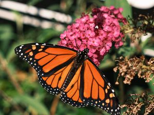 Preview wallpaper monarch butterfly, monarch, butterfly, leaves, macro, blur