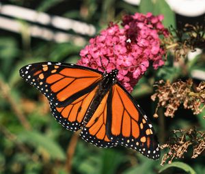 Preview wallpaper monarch butterfly, monarch, butterfly, leaves, macro, blur