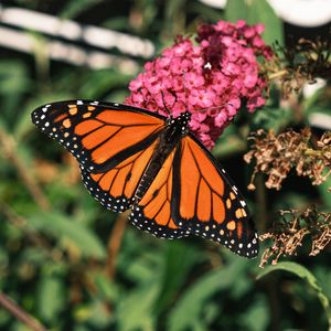 Preview wallpaper monarch butterfly, monarch, butterfly, leaves, macro, blur