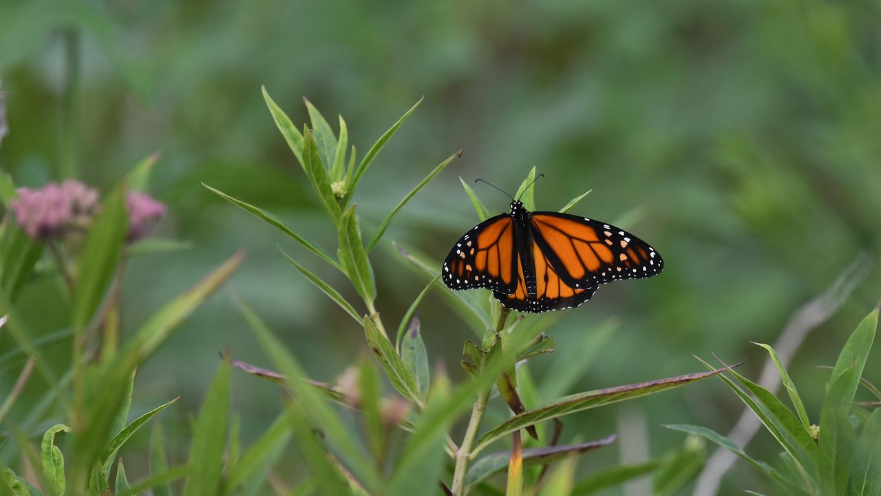 Wallpaper monarch butterfly, monarch, butterfly, plant, leaves, macro