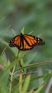 Preview wallpaper monarch butterfly, monarch, butterfly, plant, leaves, macro