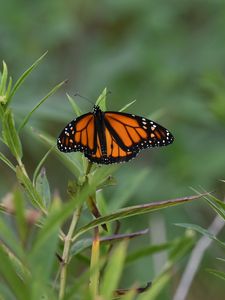 Preview wallpaper monarch butterfly, monarch, butterfly, plant, leaves, macro